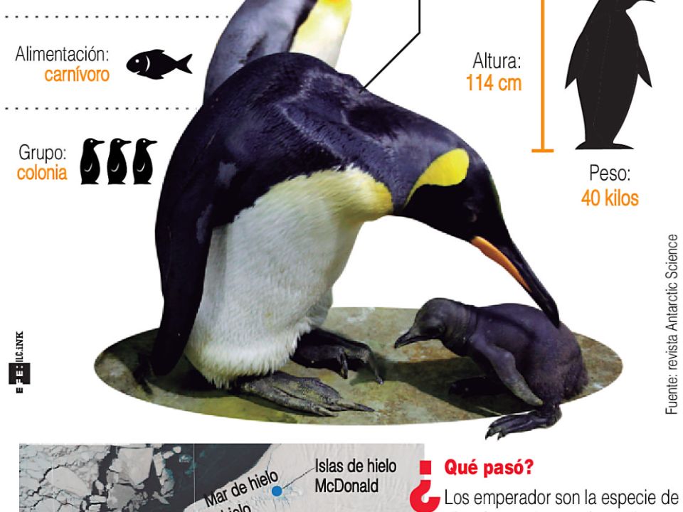 Infografía de Pingüino emperador 