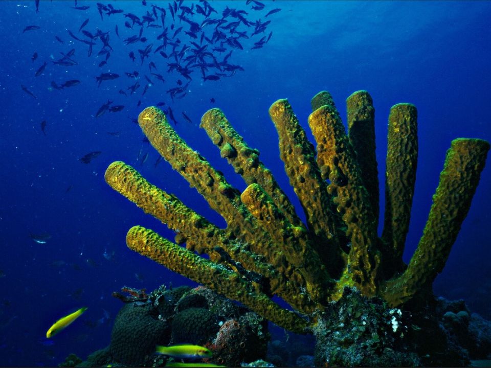 Oceanos Coral Conanp