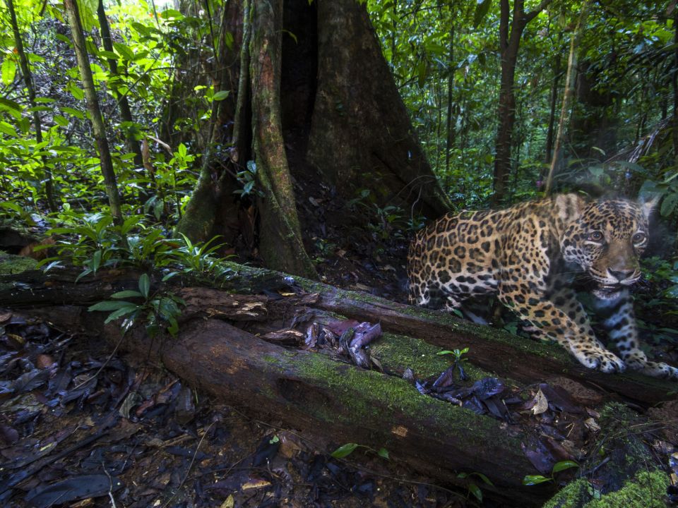 Jaguar en Guayana