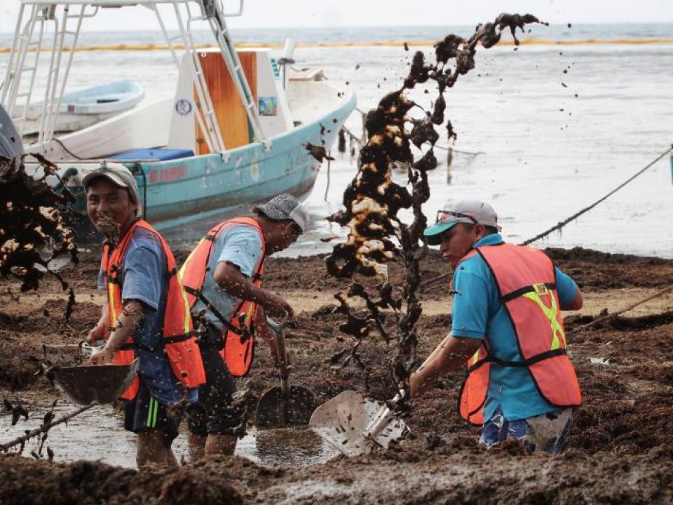 Sargazo en el caribe mexicano