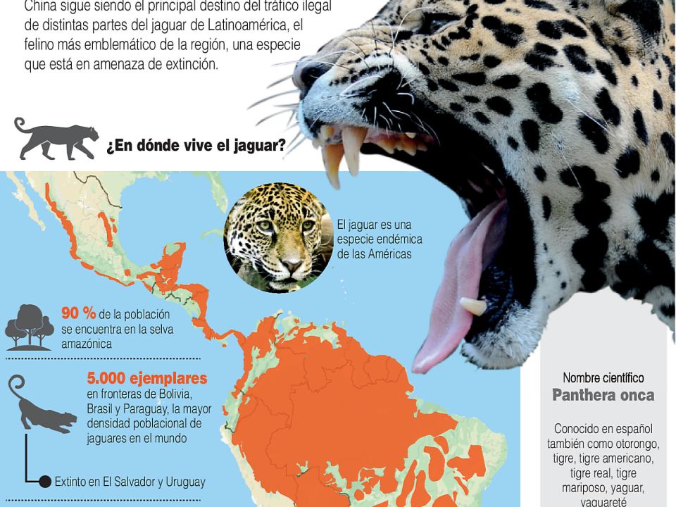 Infografía. Tráfico ilegal del jaguar