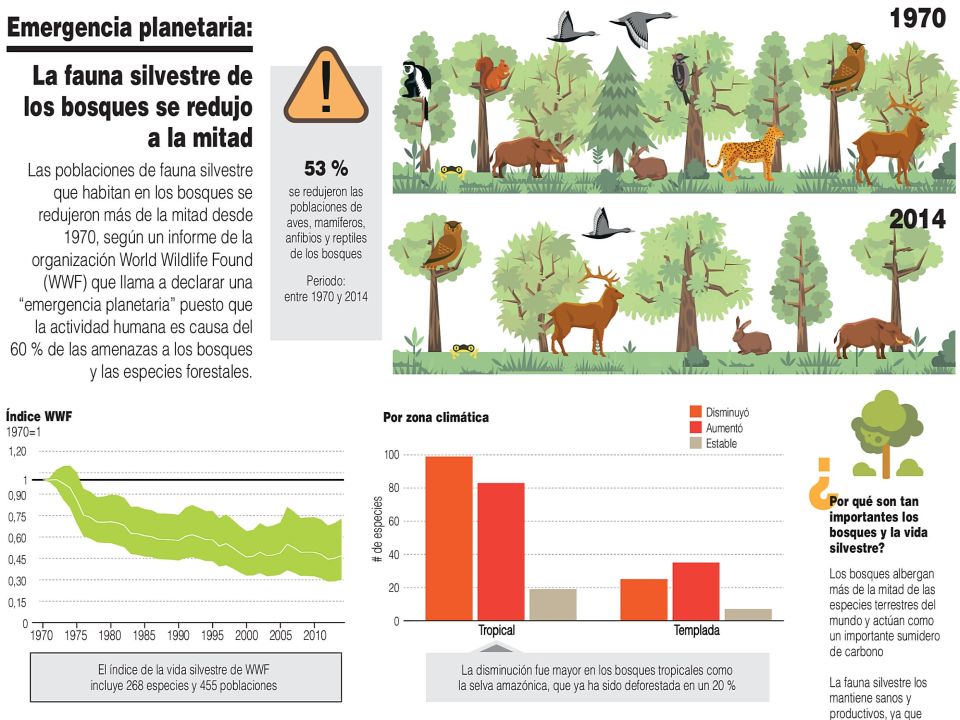 Infografía. Fauna silvestre de bosques