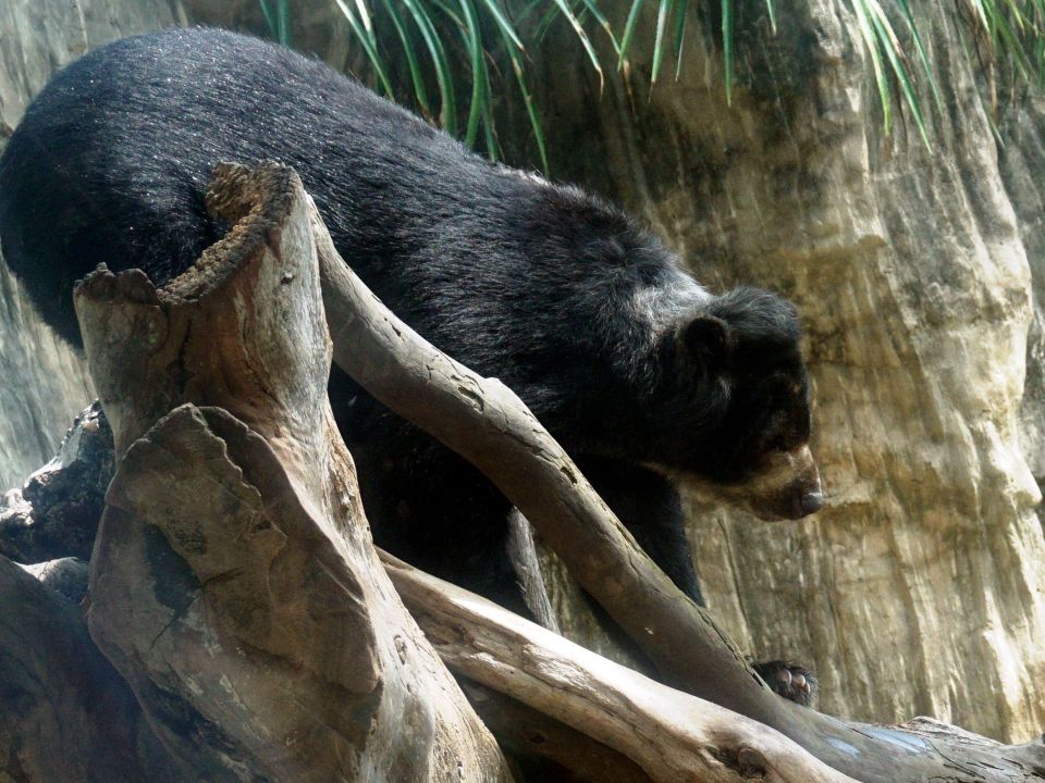 oso chucho
