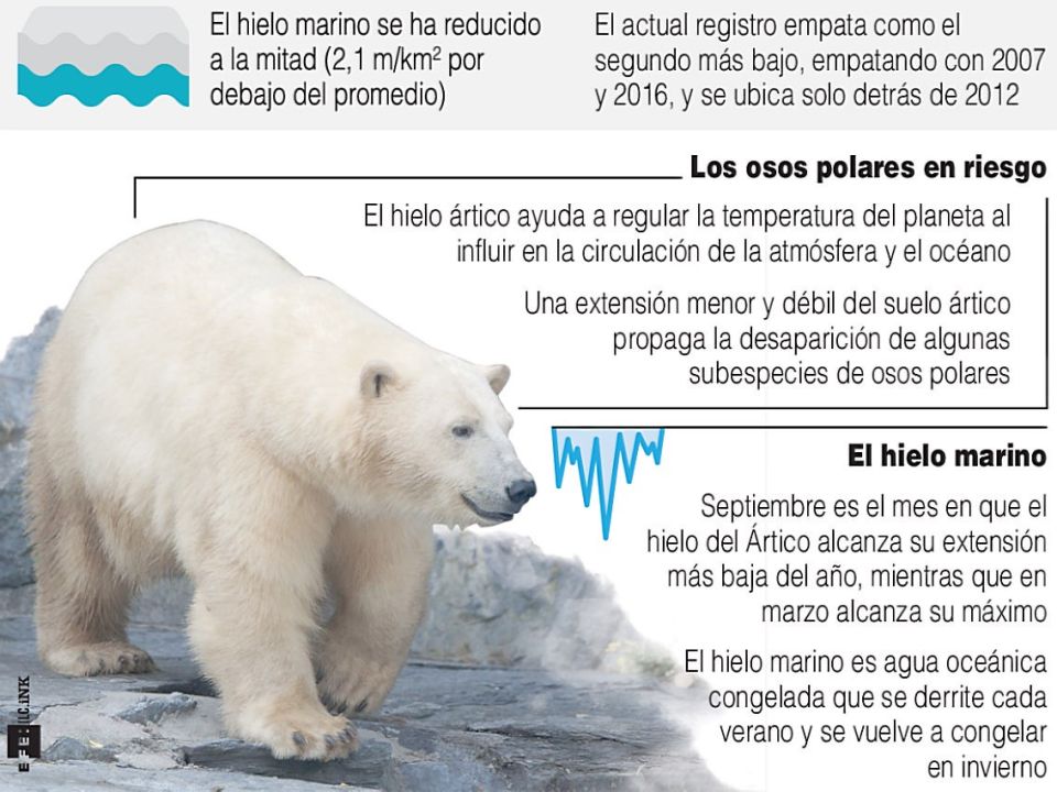 Oso polar, Animales polares, Infografia de animales