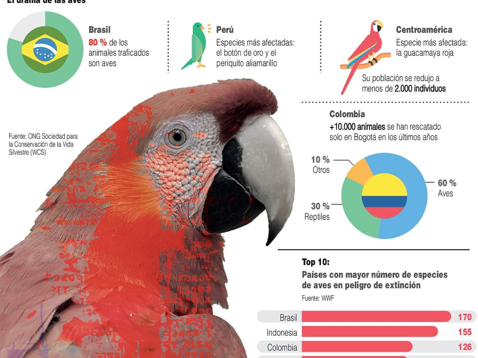 Infografía. Comercio Ilegal de Animales