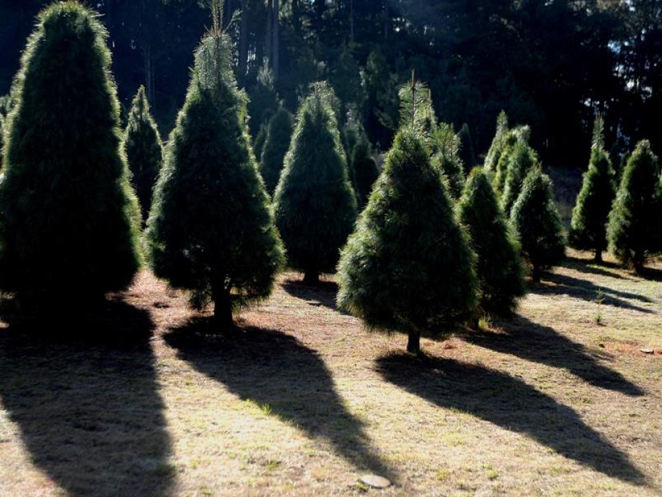 Árboles de Navidad