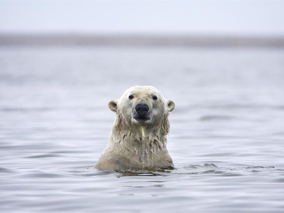 Oso polar