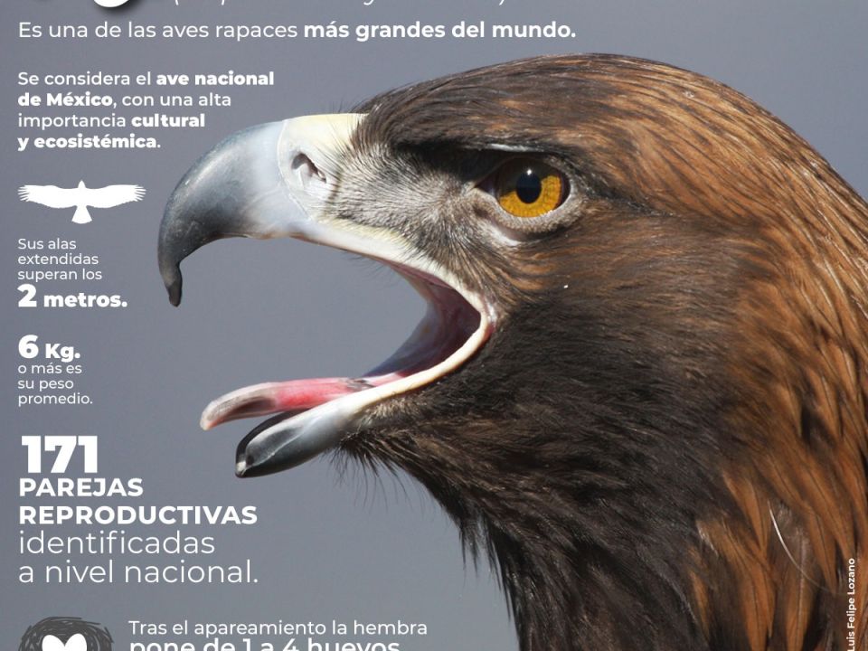 Infografía Aguila Real