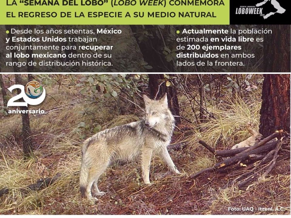 infografía lobo mexicano