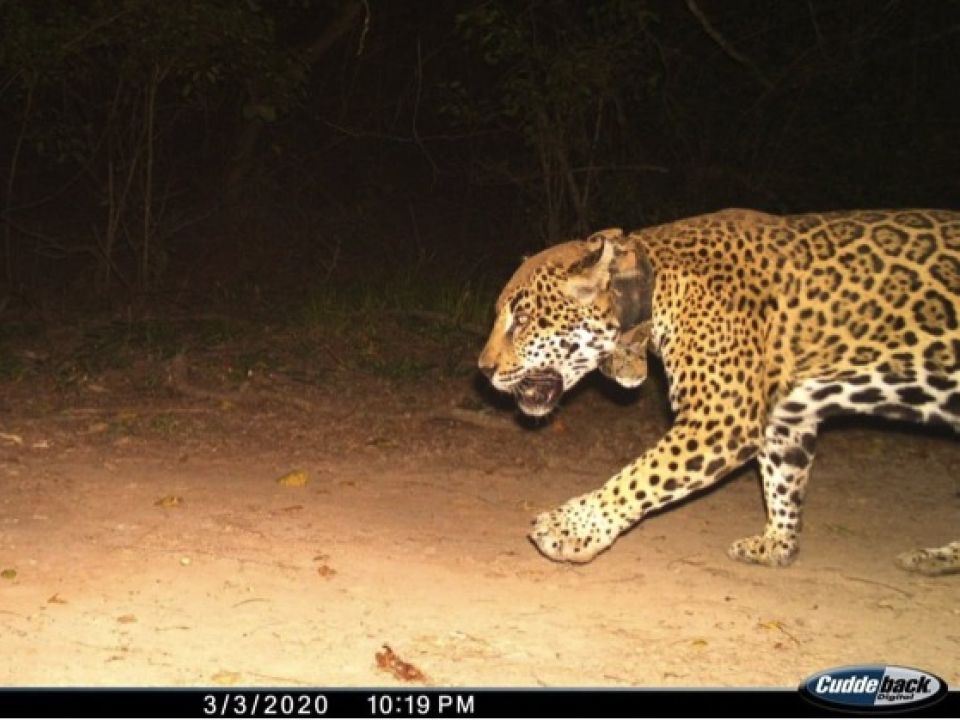 jaguar 