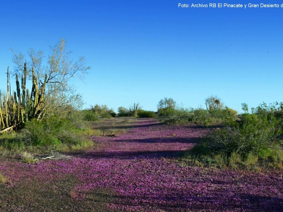 El Pinacate y Gran Desierto de Altar 