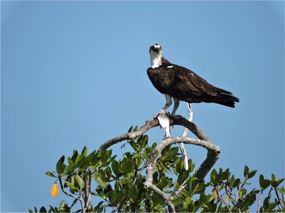 Pandion hialetus, GGE