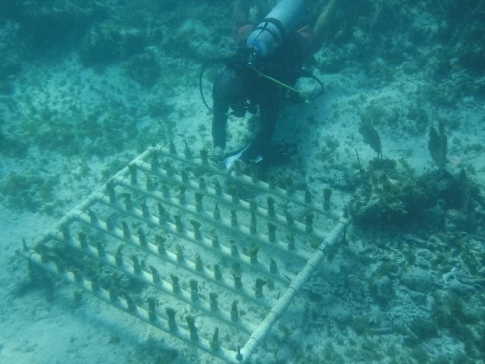 Restauración de corales