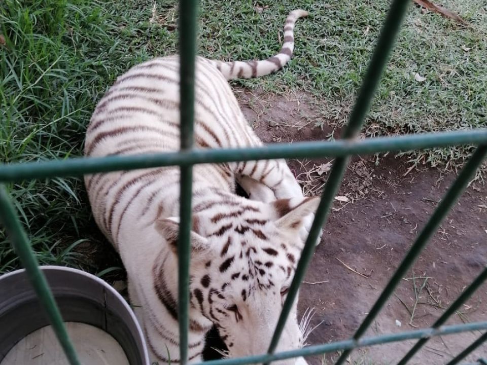 Tigre blanco