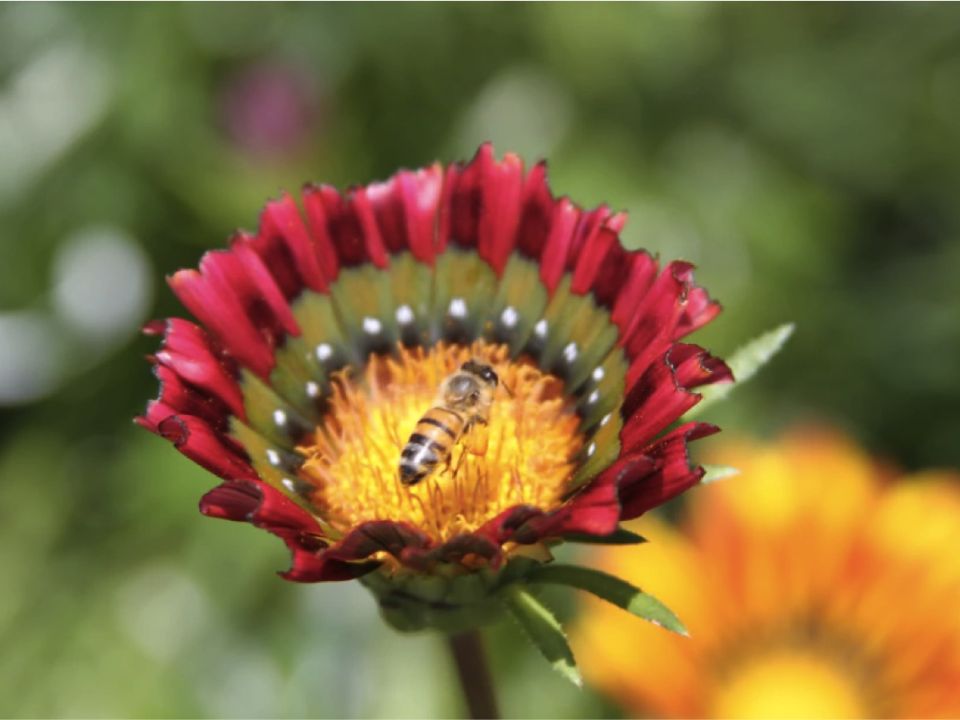 Abeja en flor