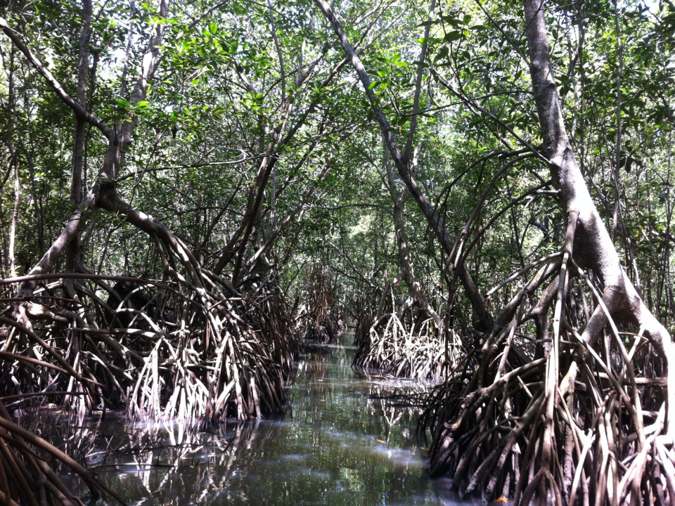 Manglar