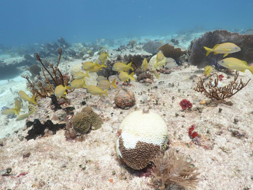 Síndrome Blanco en corales