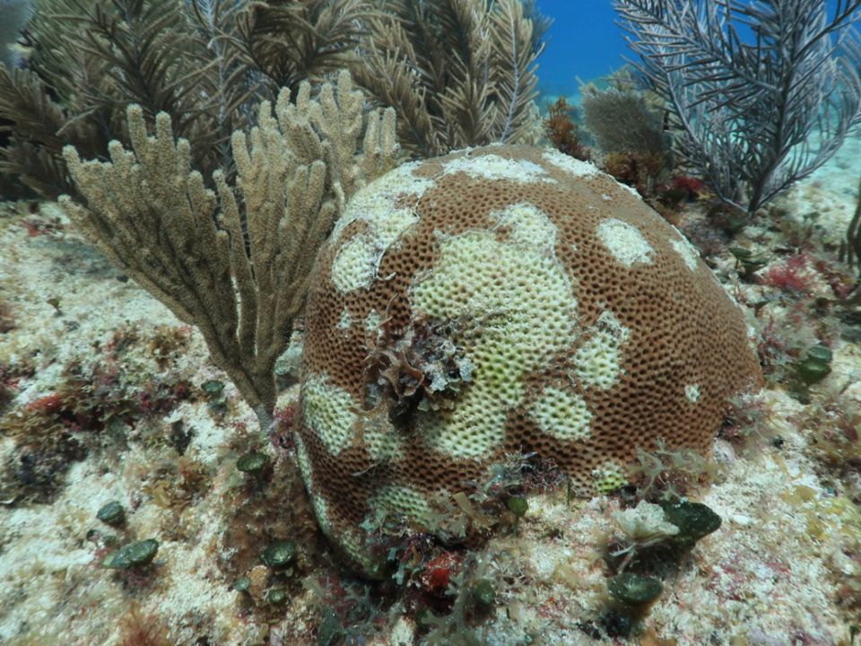 Síndrome Blanco en corales