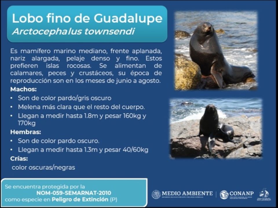 Infografía Lobo Fino de Guadalupe
