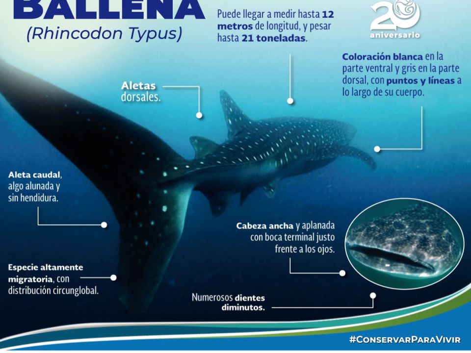 Infografía de tiburón Ballena