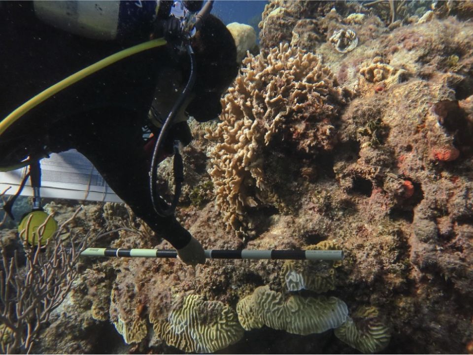 arrecife de corales