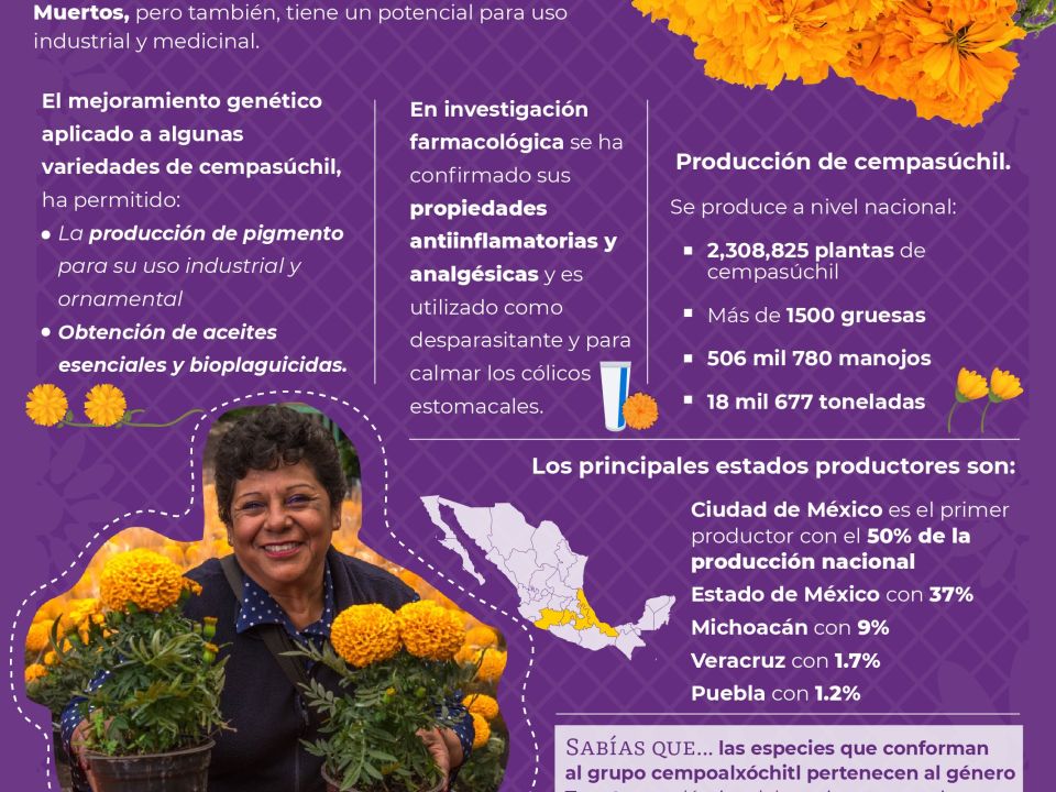 Infografía. flor de cempasúchil 