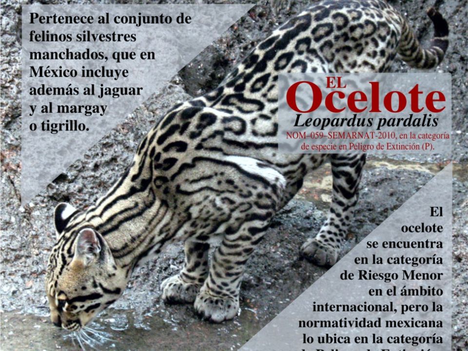 Ocelote