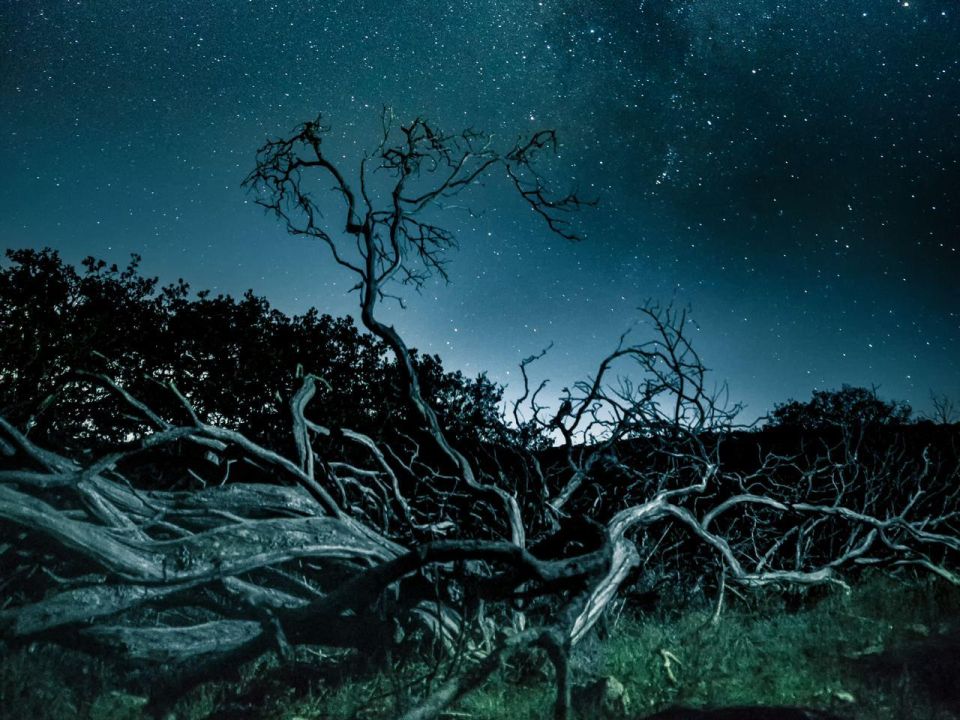 Arbol  Visión Forestal y Centinelas del Tiempo