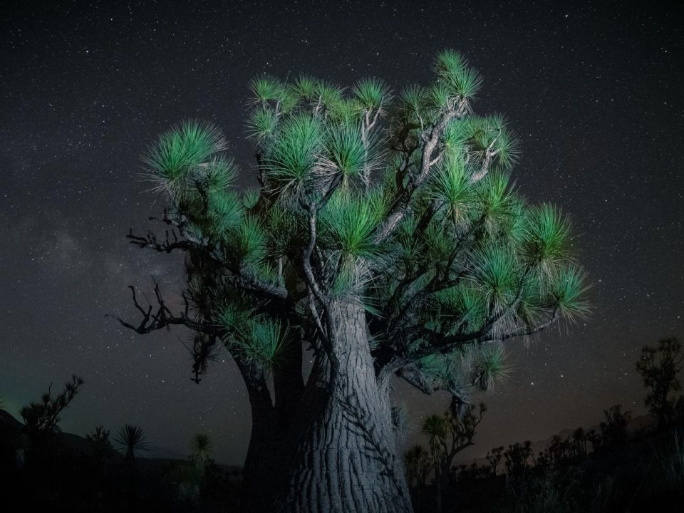 Arbol  Visión Forestal y Centinelas del Tiempo