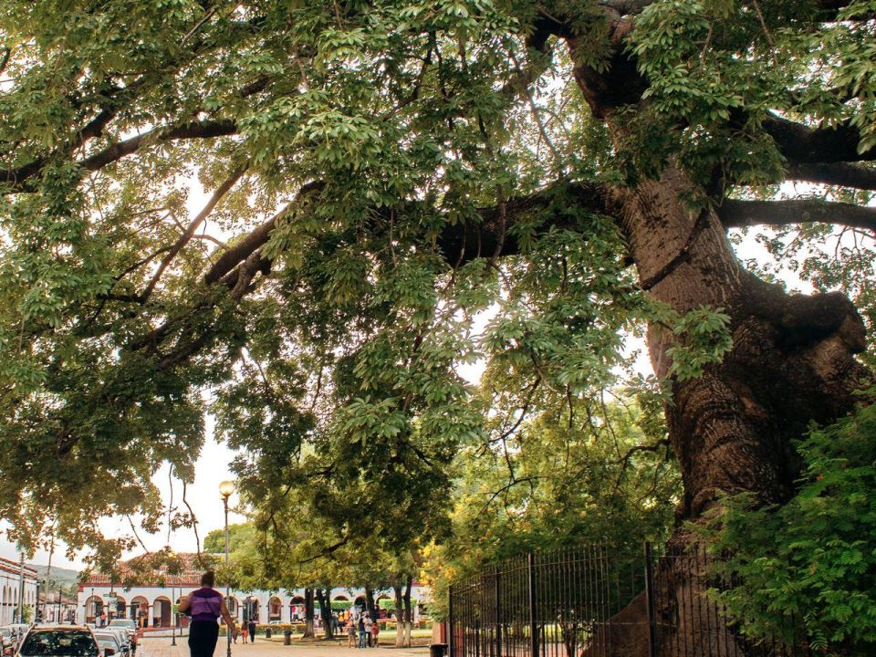 Arbol  Visión Forestal y Centinelas del Tiempo