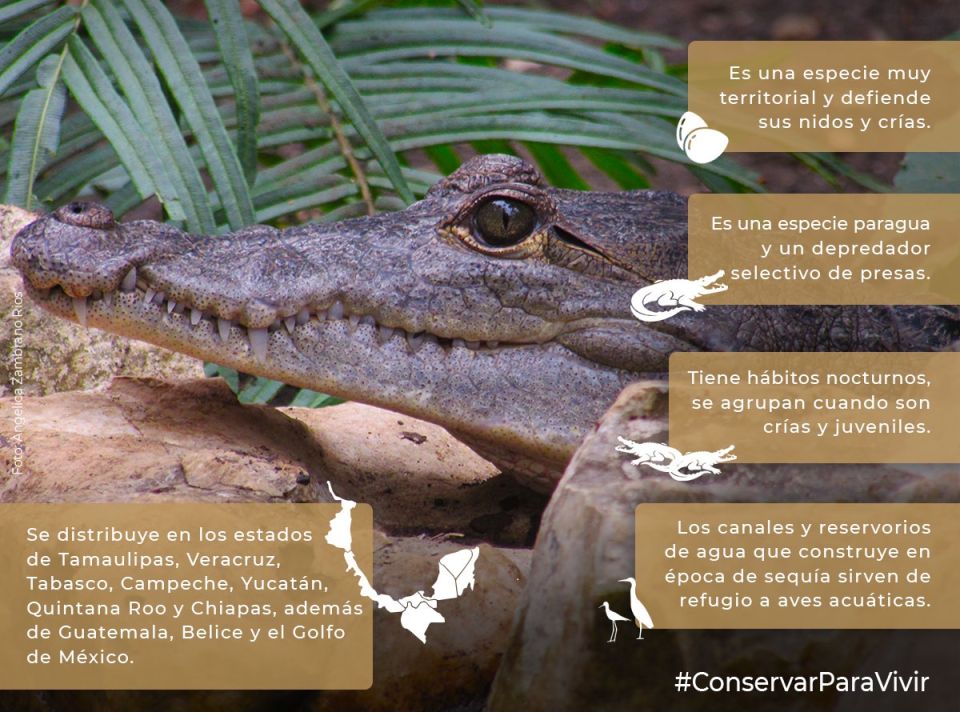 Inforgrafía del cocodrilo