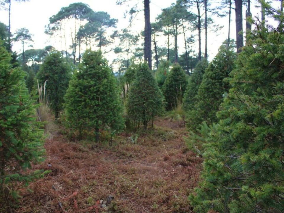 Árbol de Navidad