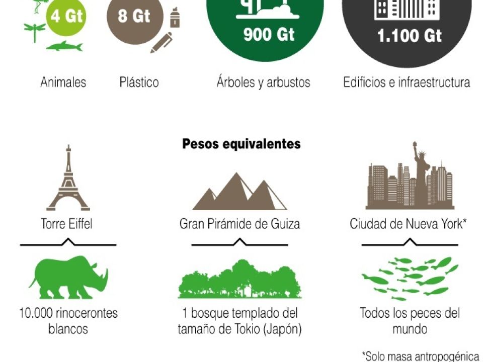 Infografía de biomasa