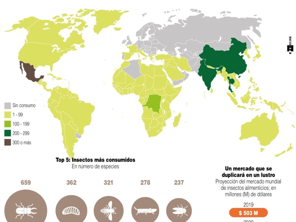 Infografía insectos