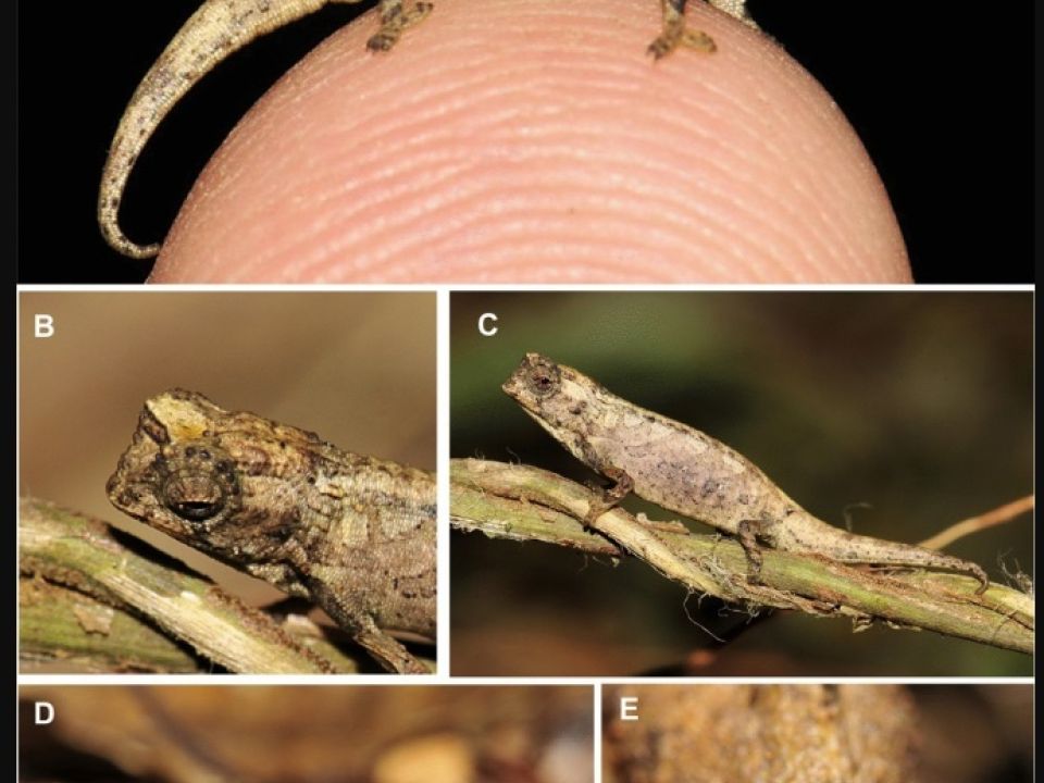 brookesia nana