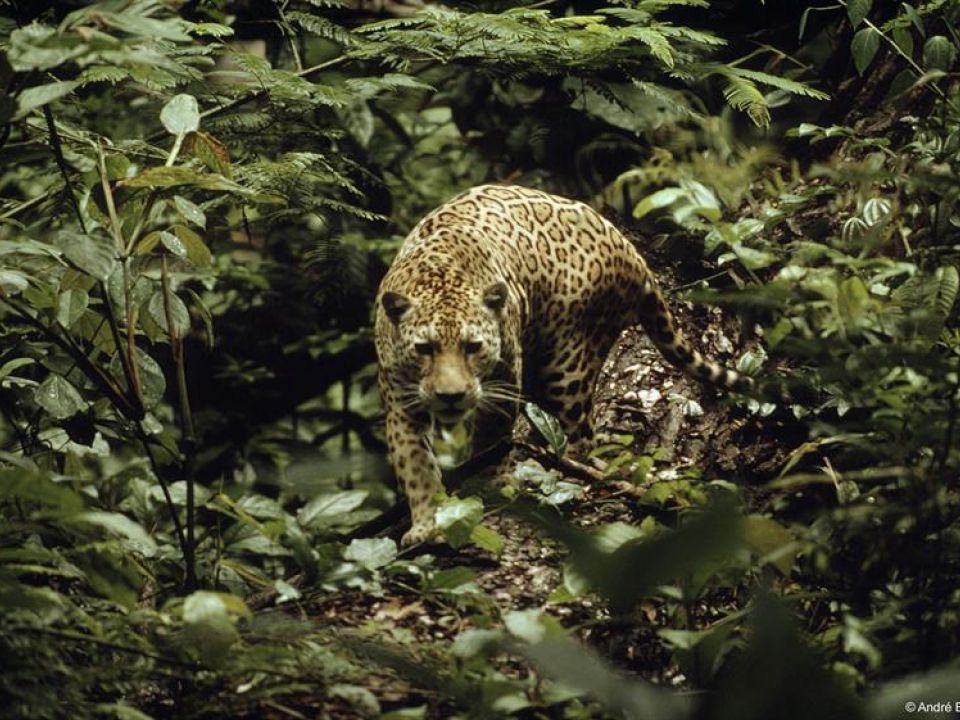 Jaguar