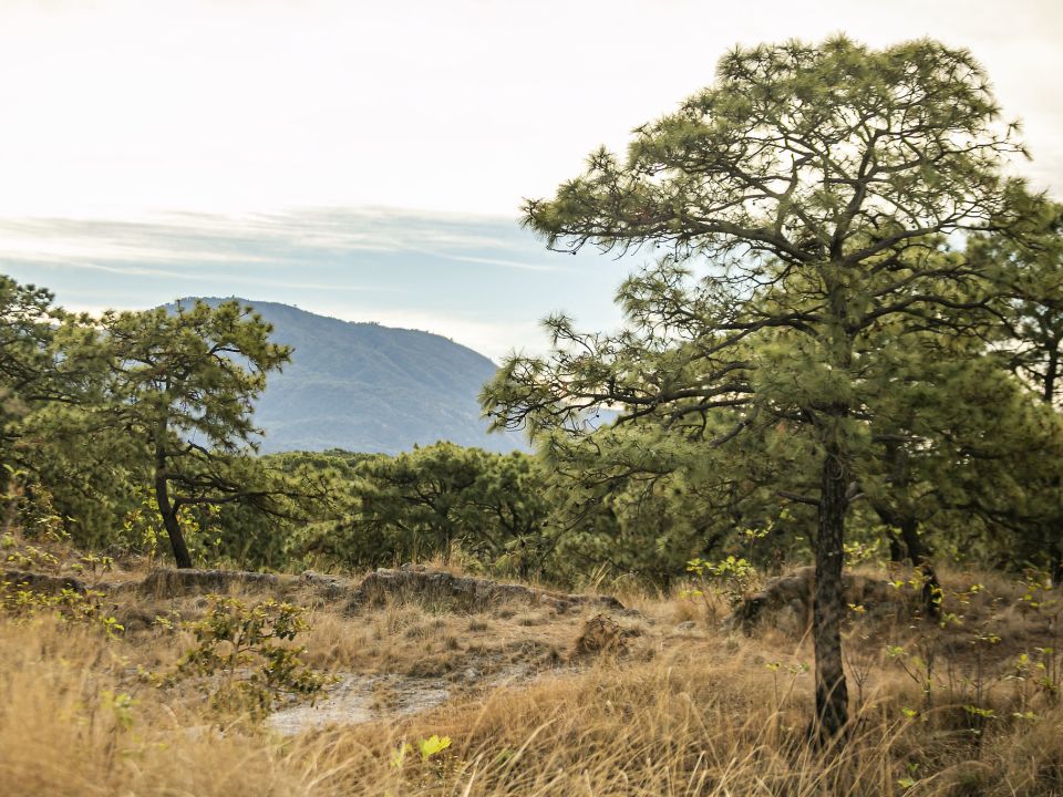 Bosque la Primavera 