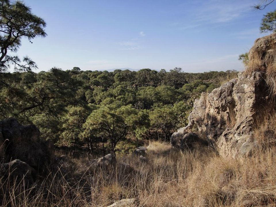 Bosque la Primavera 