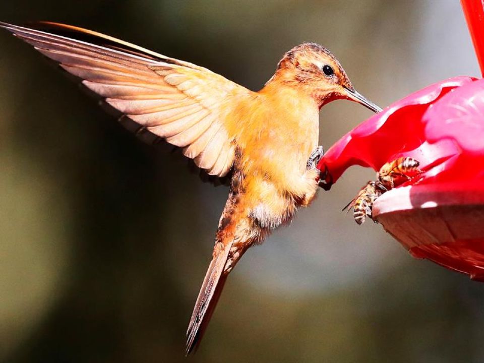 Colibrí
