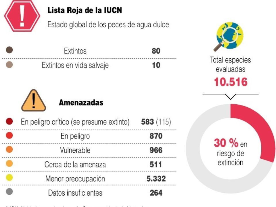 Infografía de peces