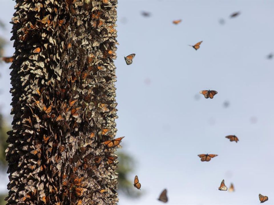 Mariposas monarca