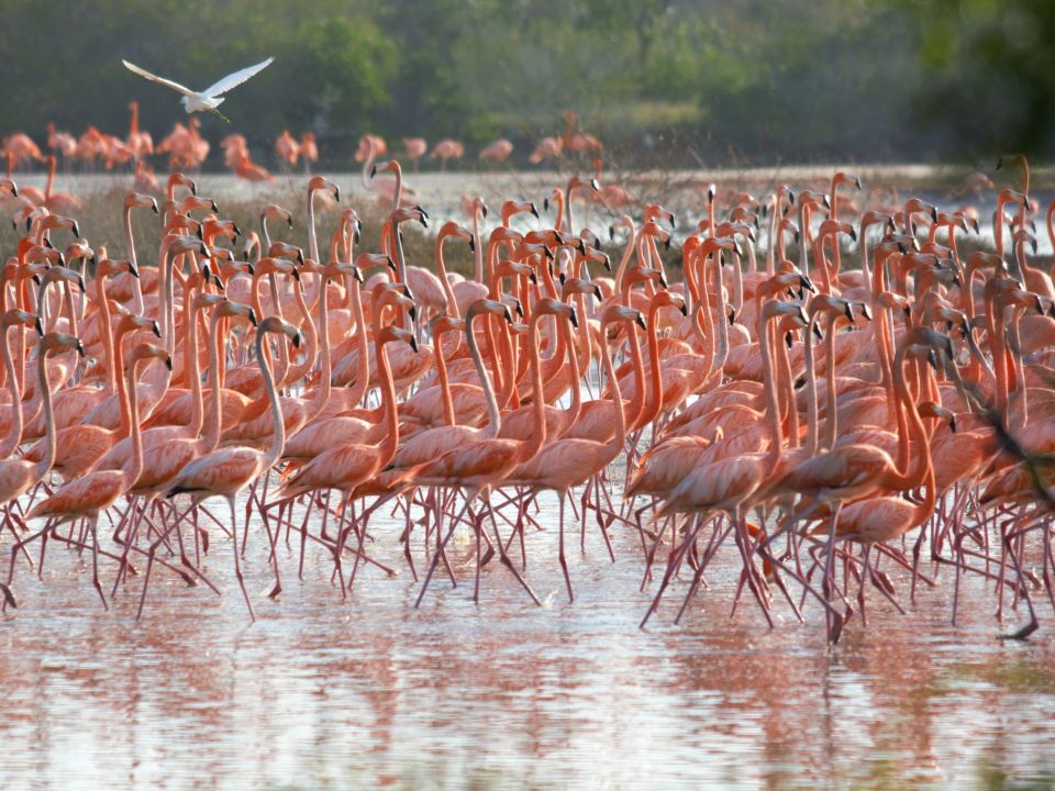 Flamencos