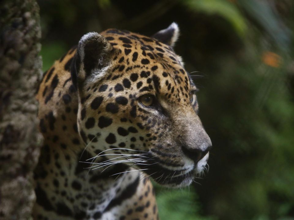 Jaguar