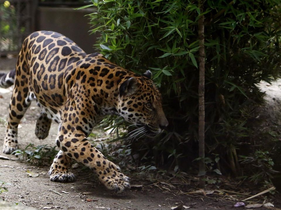 Jaguar