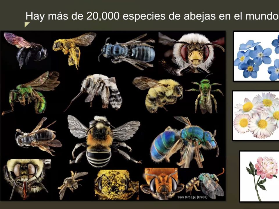 Especies de abejas
