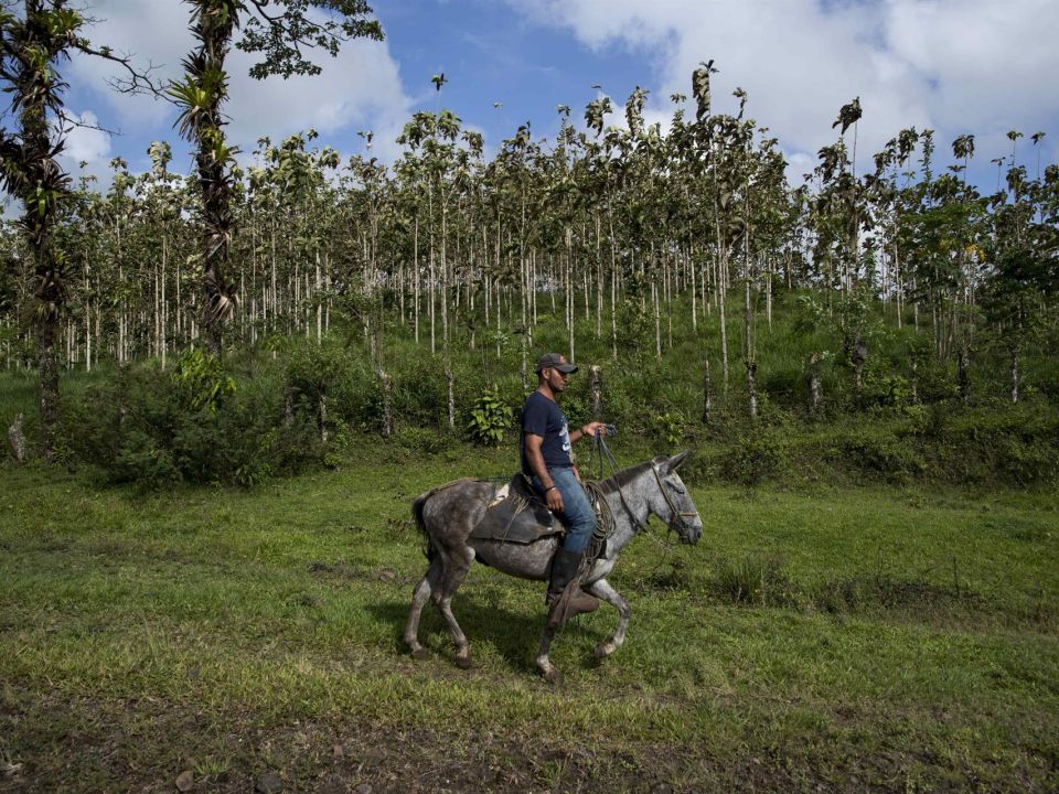 Reforestación