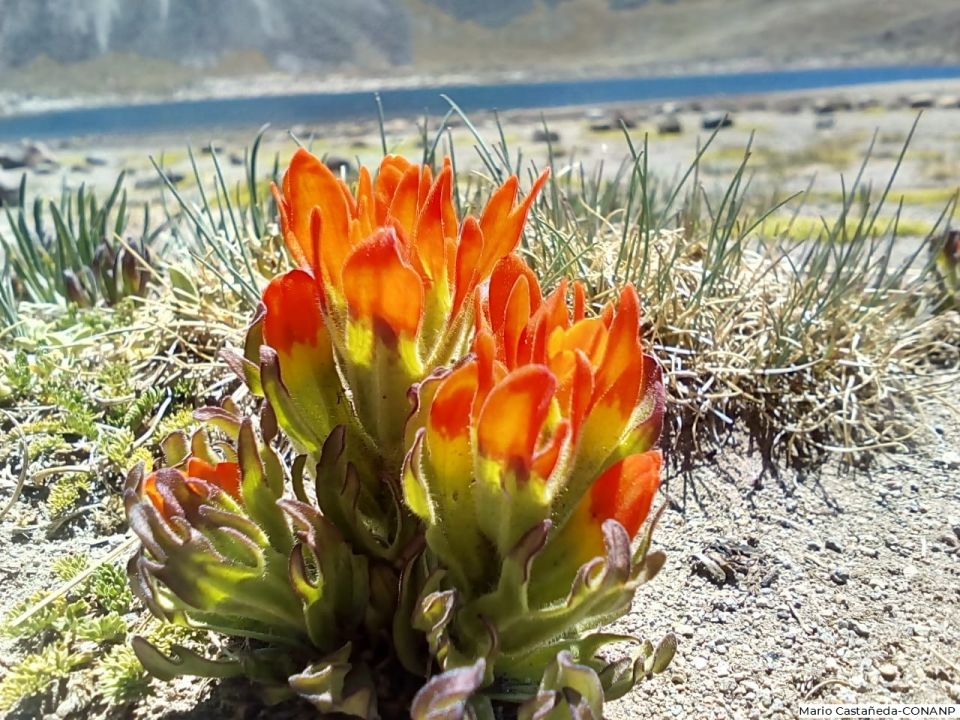 Nevado de Toluca
