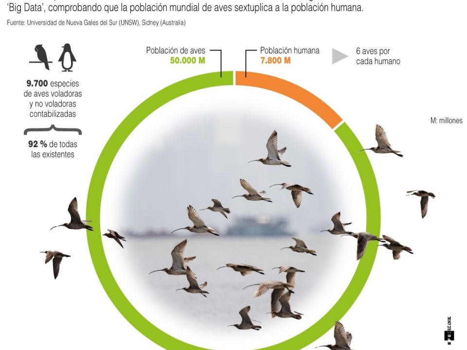 Infografía aves