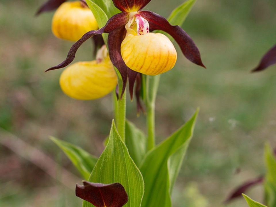 Orquídea