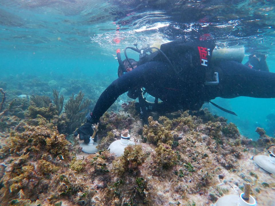 Arrecife de coral